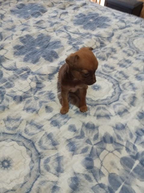 tea cup chihuahua puppies