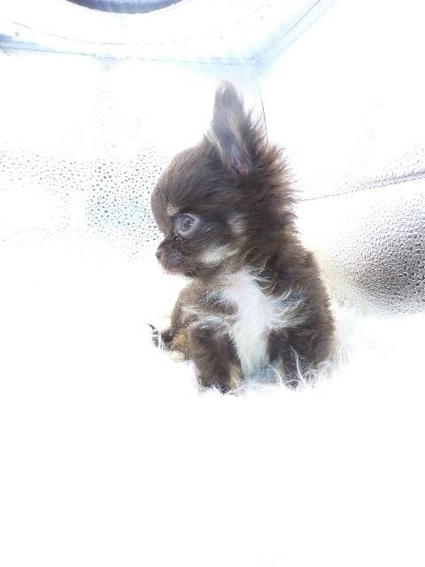 Tiny Long Coat Fievel Mousekowitz  Full AKC Chihuahua