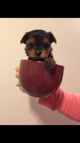 Yorkshire Terrier puppy for sale + 54209