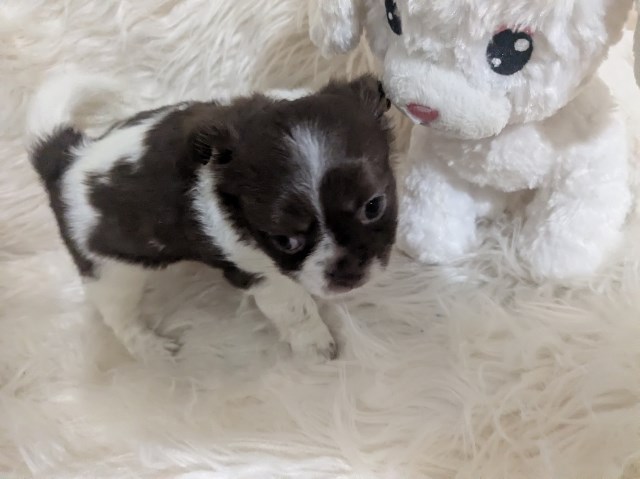 Chihuahua puppy for sale + 66921