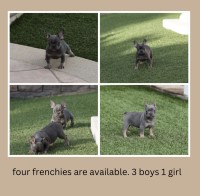 frenchies for sale French Bulldog for sale/adoption