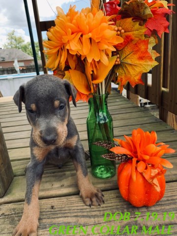 Doberman Pinscher puppy for sale + 58511