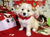 Pomeranian thumbnail