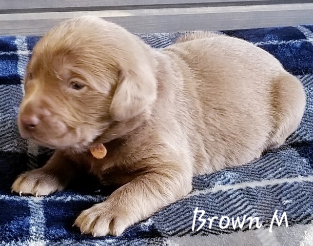 Labrador Retriever puppy for sale + 60373