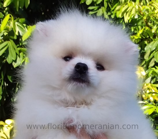 Pomeranian puppy for sale + 67220