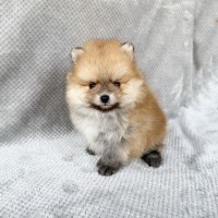 CKC Pomeranian: MYLES Pomeranian for sale/adoption