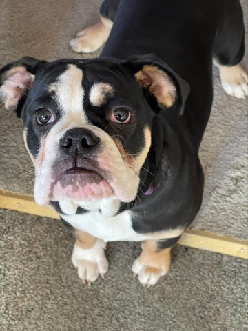 6 month old female Olde English Bulldog