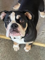 6 month old female Olde English Bulldog English Bulldog for sale/adoption