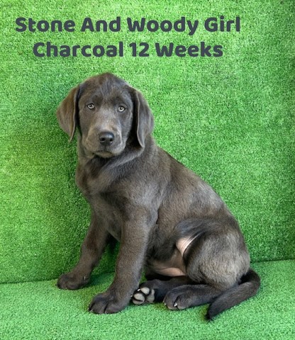 AKC Female Charcoal Lab Puppy