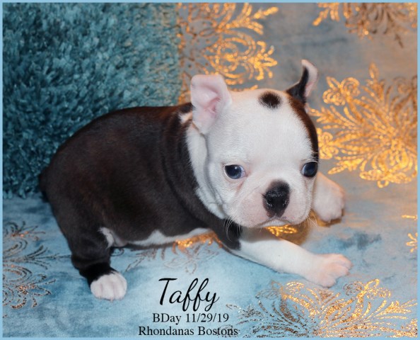 Boston Terrier puppy dog for sale in Moselle, Mississippi
