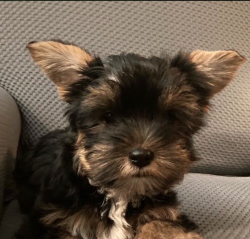 Yorkshire Terrier puppy for sale + 61362
