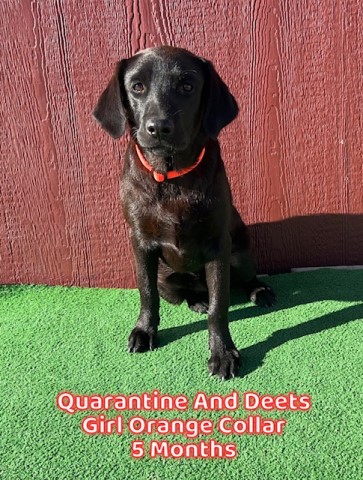 Labrador Retriever puppy for sale + 63725