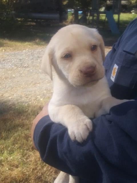 AKC registered Lab puppies for sale