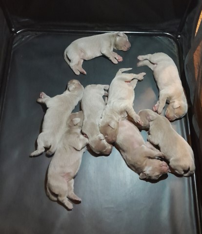 Weimaraner puppy for sale + 64460