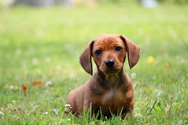 Male mini daschund