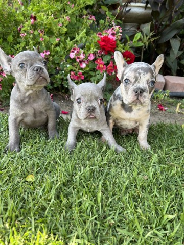 French Bulldog Puppies