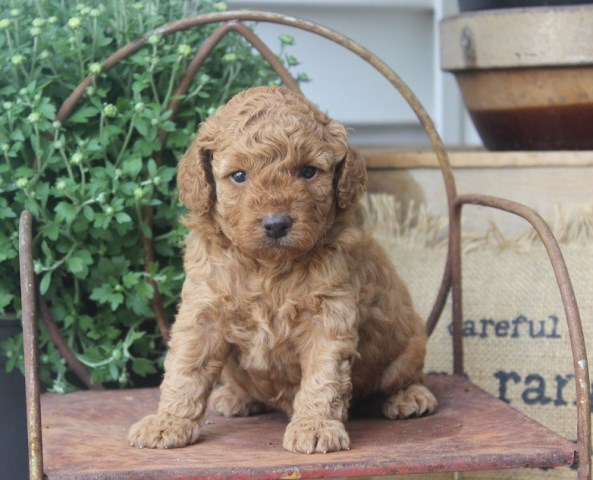 Sweet Cockapoo Puppies