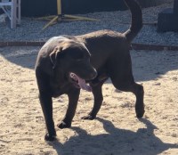 AKC Adult Male Chocolate Labrador (Woody) Labrador Retriever for sale/adoption