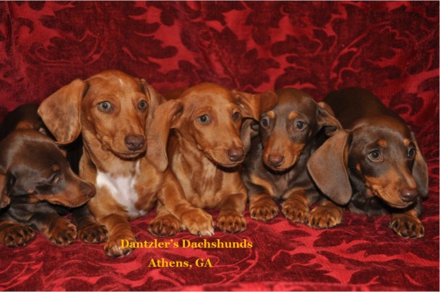 Dachshund puppy dog for sale in Athens,