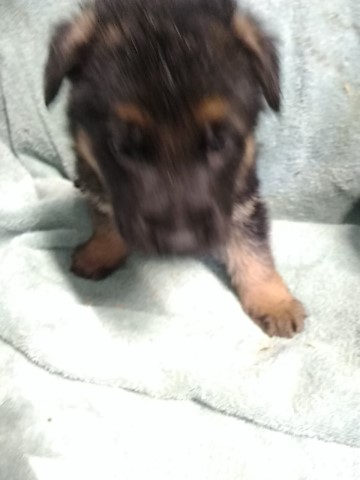 German Shepherd Dog puppy for sale + 66442
