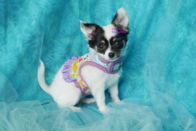Chi WOW WOW Puppy