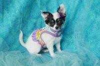 Last Puppy Listed