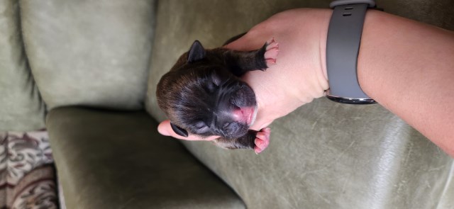 Boxer puppy for sale + 66598