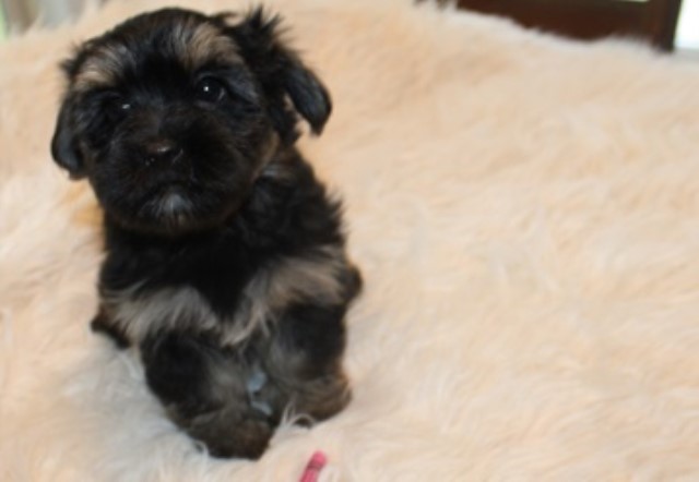 Havashire female  puppy - Penny  Havanese - yorkie