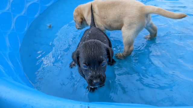 Labrador Retriever puppy for sale + 63584
