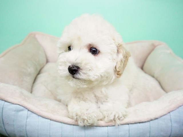 Goldendoodle puppy for sale + 54606