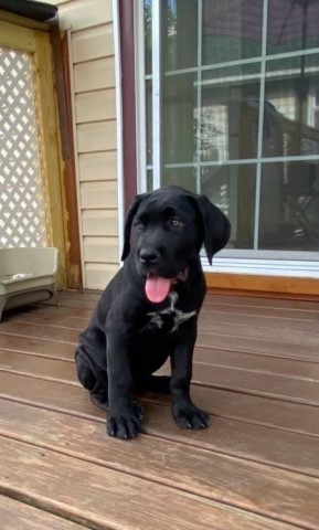 akc cane corso pups