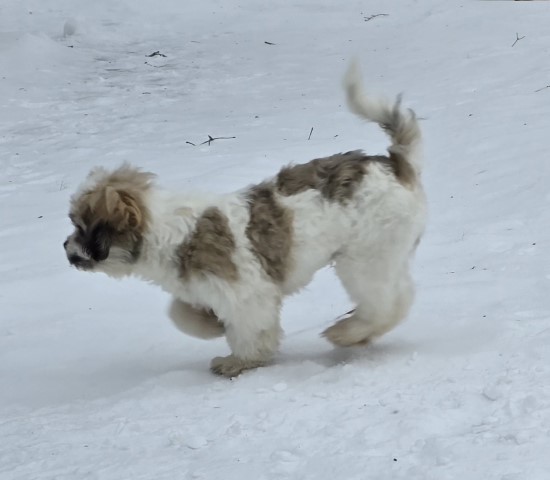 Shih Tzu puppy for sale + 66227