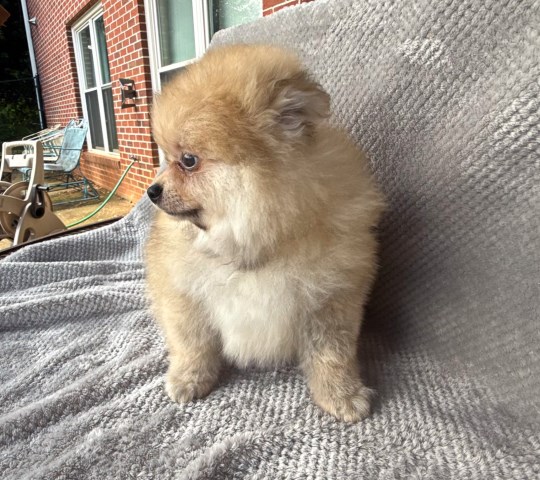 Pomeranian puppy for sale + 67118