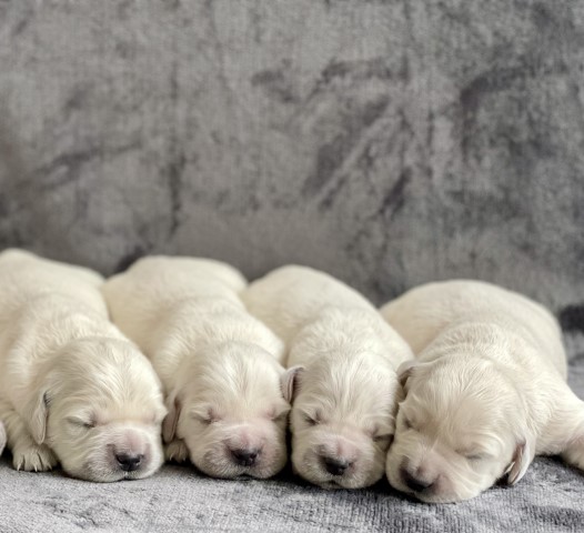 English Golden puppies available!