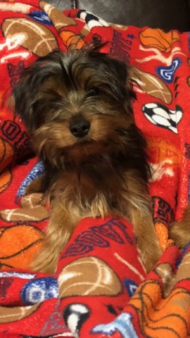 Yorkie Puppy For Sale