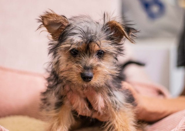 Yorkshire Terrier puppy for sale + 59096