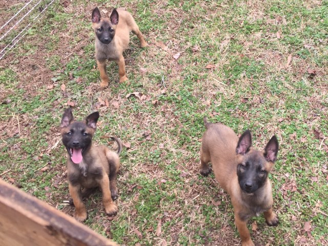 BELGIAN MALINOIS PUPPIES 10 WEEKS OLD VERY NICE HIGH DRIVE PUPPIES 4 MALES 1 FEMALE