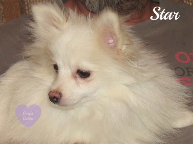 Pomeranian puppy for sale + 63013