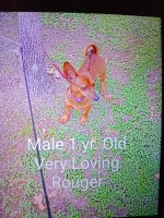 Dachshunds / Maltipoos Dachshund for sale/adoption