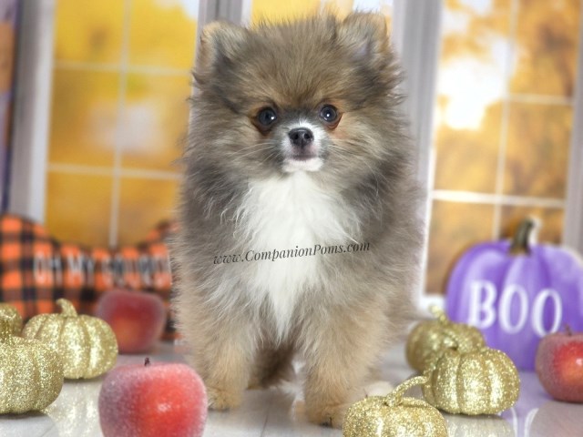 Pomeranian puppy for sale + 67256