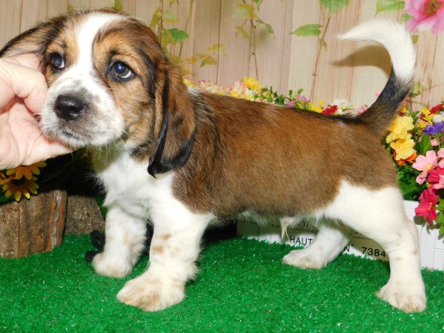 Fluffy Beagle "BEAZU" Puppies.  Nonshedding/Allergy Free.  Financing!!!