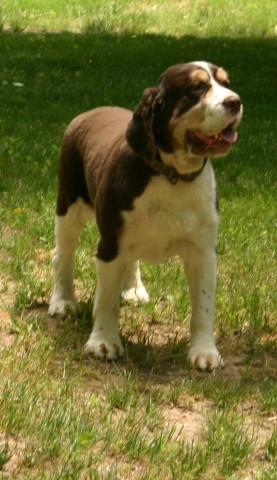 English Springer Spaniel puppy for sale + 62408