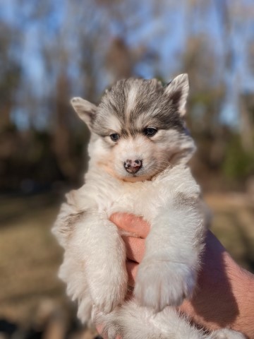 Grey and White Husky pups