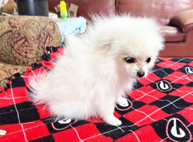 Pomeranian puppy for sale + 66301