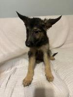 German Shepheard Pups German Shepherd Dog for sale/adoption