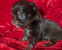 Chocolate Apple Head LC Chihuahuas  Males Chihuahua for sale/adoption