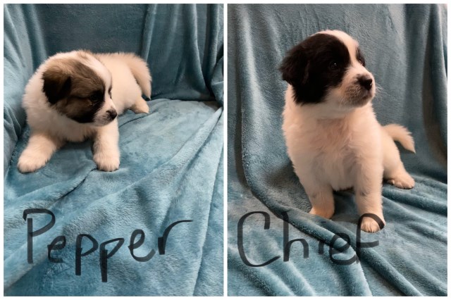 Great Pyrenees puppy for sale + 59660