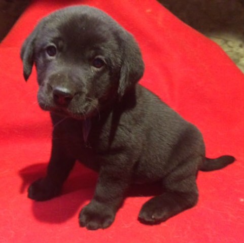 Labrador Retriever puppy for sale + 47304