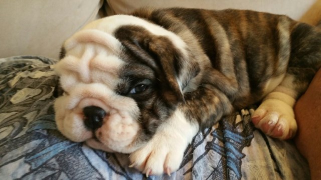 English Bulldog puppy for sale + 49486