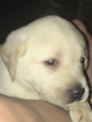 Labrador Retriever puppy for sale + 51090